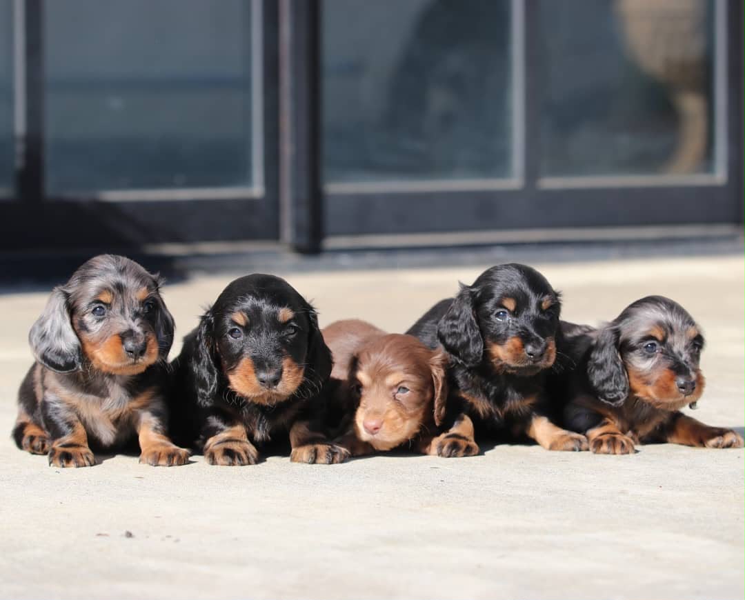 A long-haired dachshund sits on a wooden floor.